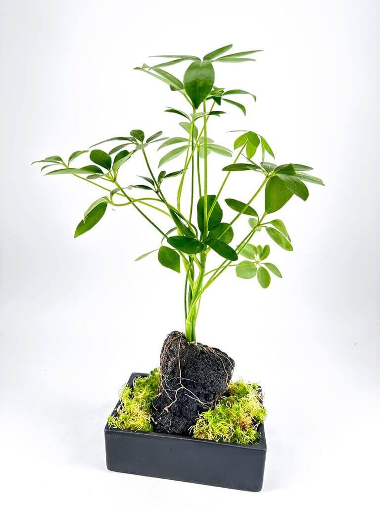 Vibrant green Schefflera in stylish black pot with moss and volcanic rock.