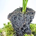 Plant growing on volcanic rock with moss, showcasing resilience and adaptability in harsh conditions.