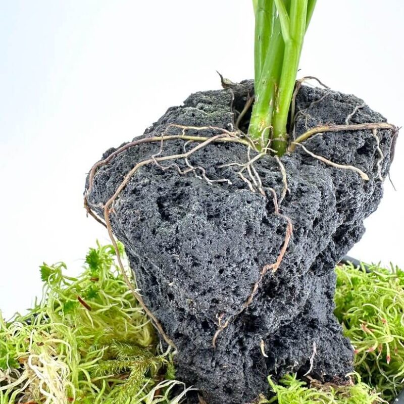 Schefflera Arboricola Umbrella Plant on Lava Rock Bonsai Plant growing on volcanic rock with moss, showcasing resilience and adaptability in harsh conditions.