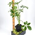 Potted plant with moss, rock, and height ruler against white background.
