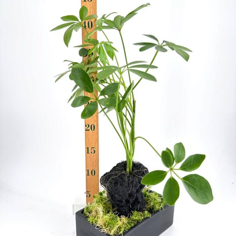 Schefflera Arboricola Umbrella Plant on Lava Rock Bonsai Potted plant with moss, rock, and height ruler against white background.