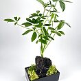 Schefflera plant in black planter with stone, moss accents, on white background.