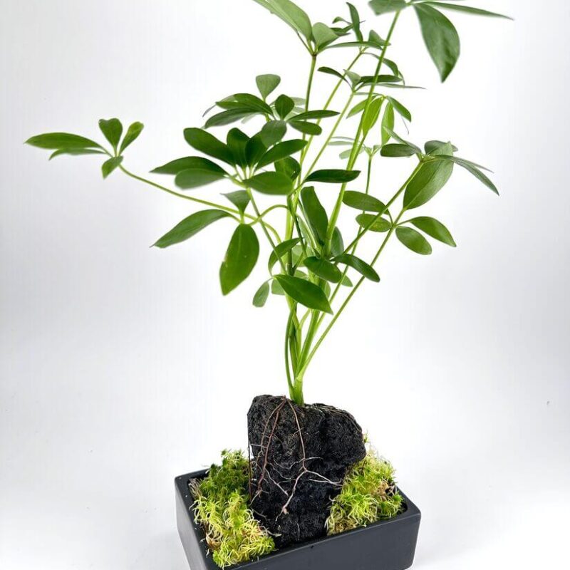 Schefflera Arboricola Umbrella Plant on Lava Rock Bonsai Schefflera plant in black planter with stone, moss accents, on white background.