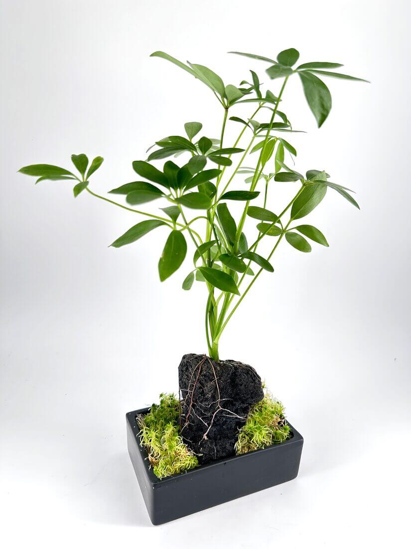 Schefflera plant in black planter with stone, moss accents, on white background.