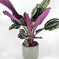 Striking indoor plant with purple and green foliage in a stylish ceramic pot.