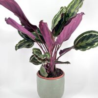 Striking indoor plant with purple and green foliage in a stylish ceramic pot.
