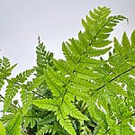 Polystichum Tsussimense Korean Rock Fern