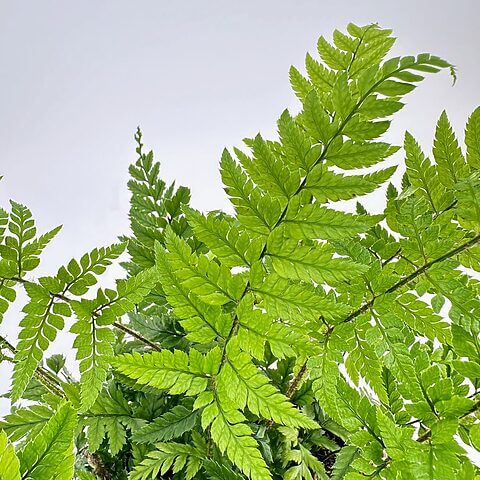 Lush green fern leaves create an elegant, vibrant display in a tranquil natural setting.