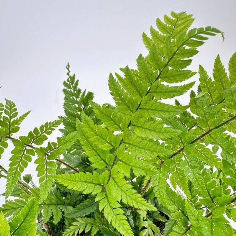 Lush green fern leaves create an elegant, vibrant display in a tranquil natural setting.
