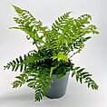 Lush green fern in a grey pot adds vibrant greenery to any space.