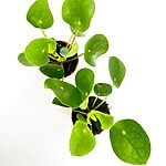 Pilea Peperomoides Chinese Lucky Money Plant