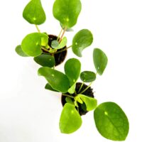 Vibrant green heart-shaped leaves in terracotta pots against a bright white background.