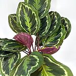 Calathea Roseopicta Medallion