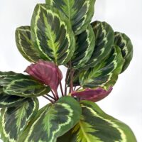 Vibrant plant with striking green and purple leaves enhances indoor decor and tranquility.