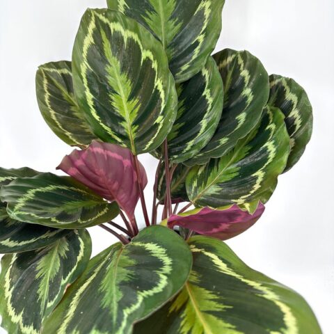 Vibrant plant with striking green and purple leaves enhances indoor decor and tranquility.