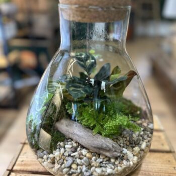 Lab Flask Terrarium Glassware Closed Containers carpet moss