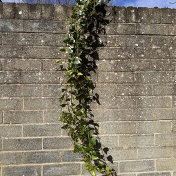 Hedera Helix White Wonder English Ivy 17cm pot Hanging & Trailing English Ivy 2