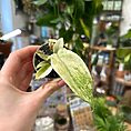 img_2531