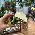 img_2533