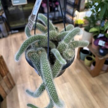 Monkey Tail Cactus Cleistocactus Colademononis 14cm pot Hanging & Trailing cactus