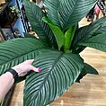 img_9918