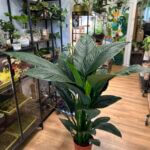 Peace Lilly Sensation XL