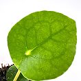 Vibrant green leaf on white background showcasing natural beauty and intricate vein patterns.