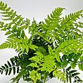 Vibrant fern arrangement showcasing lush green foliage and intricate leaf structures.