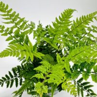 Vibrant fern arrangement showcasing lush green foliage and intricate leaf structures.