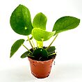 Vibrant indoor plant in terracotta pot, showcasing glossy green leaves and rich, dark soil.
