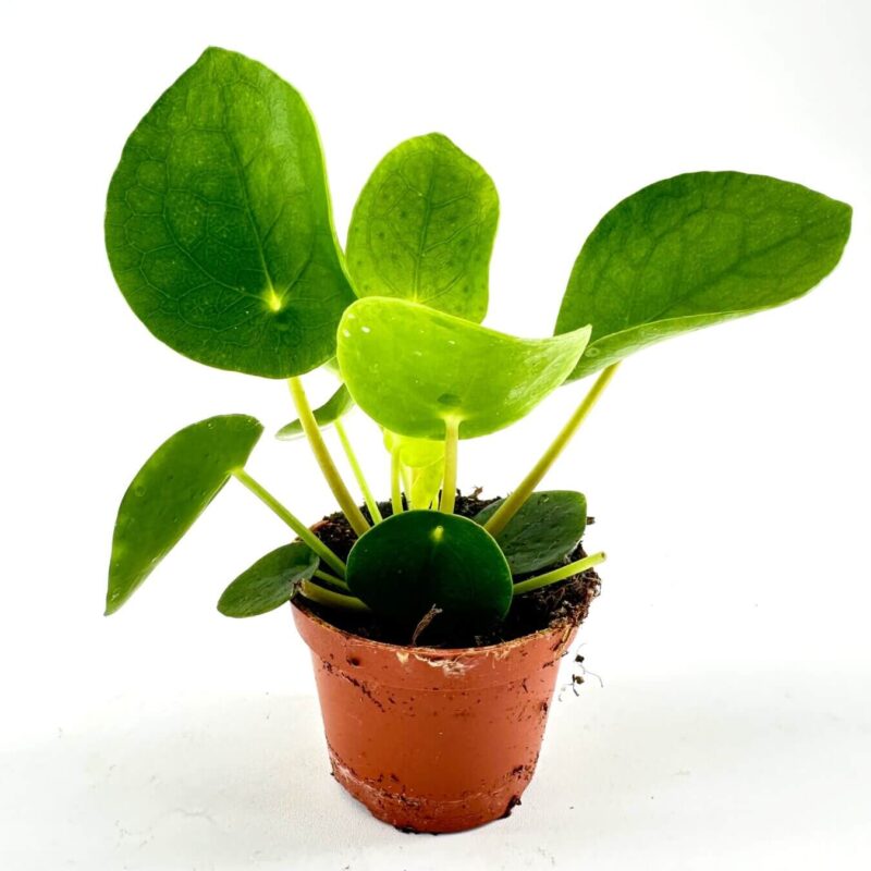 Lush Green Leaves in a Terracotta Pot Vibrant indoor plant in terracotta pot, showcasing glossy green leaves and rich, dark soil.
