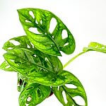 Monstera Adansonii Monkey Mask
