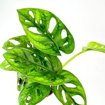 Monstera plant with perforated green leaves against a minimalist white background.