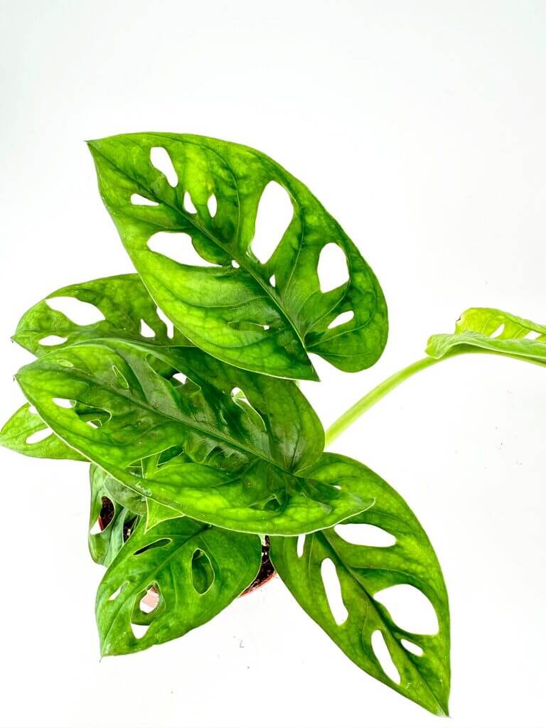 Monstera plant with perforated green leaves against a minimalist white background.