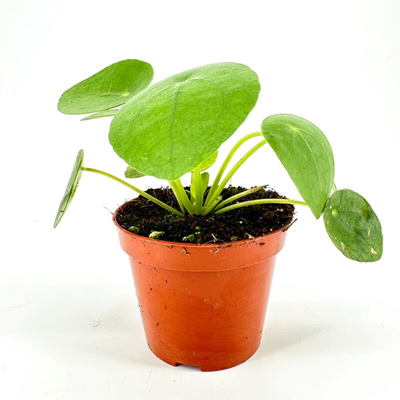 Pilea Peperomoides Chinese Lucky Money Plant Pilea Peperomoides Chinese Lucky Money Plant