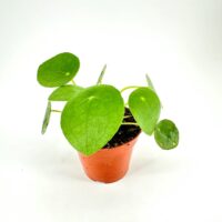 Pilea Peperomoides Chinese Lucky Money Plant
