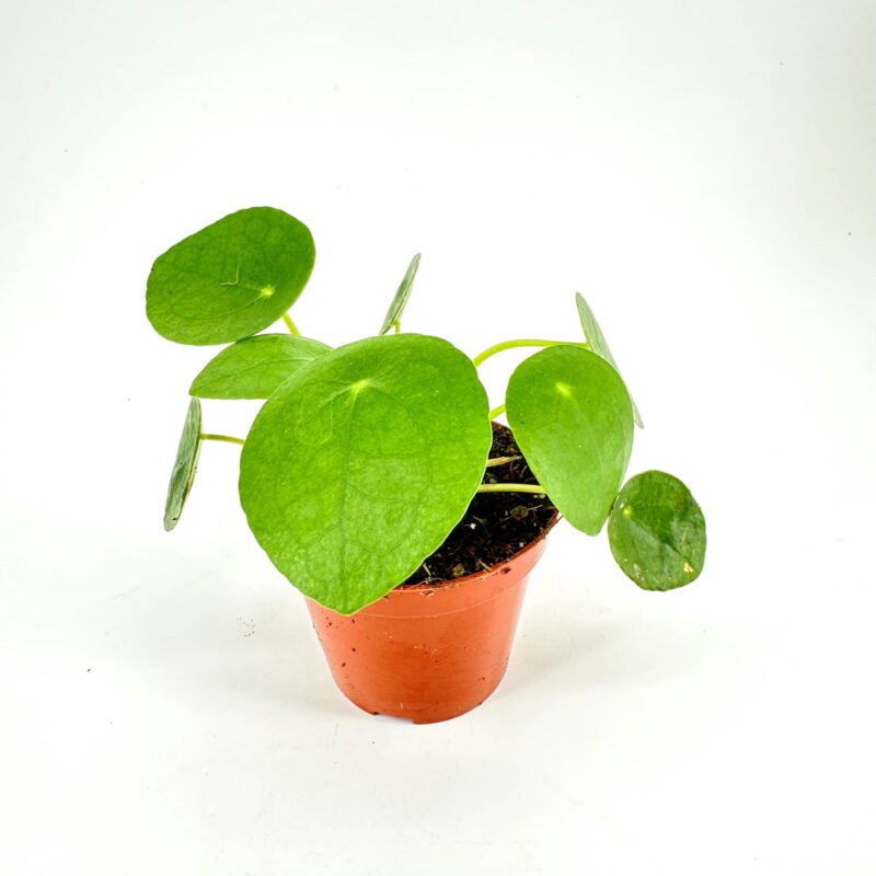 Pilea Peperomoides Chinese Lucky Money Plant Pilea Peperomoides Chinese Lucky Money Plant