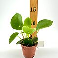 Vibrant Chinese money plant in terracotta pot with ruler for size reference.