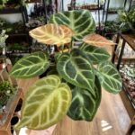 Anthurium Crystallinum Silver Blush 12cm pot