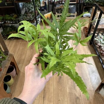 Pteris Cretica Wimsettii Cretan Brake Fern 8cm pot Houseplants fern 3
