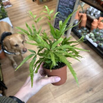 Pteris Cretica Wimsettii Cretan Brake Fern 8cm pot Houseplants fern