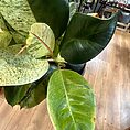 IMG_3833