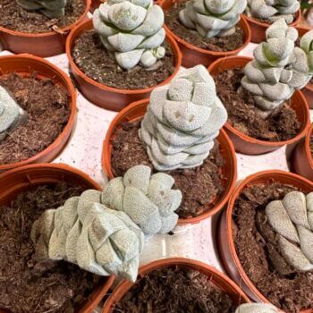 Crassula Moonstone Succulent 5cm pot Succulents & Cacti 5cm plant 2