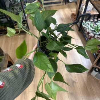 Epipremnum Aureum Golden Pothos Devils Ivy 15cm pot Hanging & Trailing air purifying 2