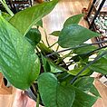 IMG_3850