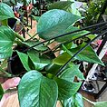IMG_3852