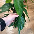 IMG_3858