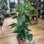Epipremnum Pinnatum Skeleton Key Pothos 17cm pot