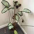 Potted Calathea plant with vibrant green leaves in modern indoor setting.