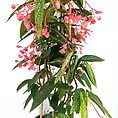 Vibrant begonia plant with cascading pink flowers and green speckled leaves in a black pot.
